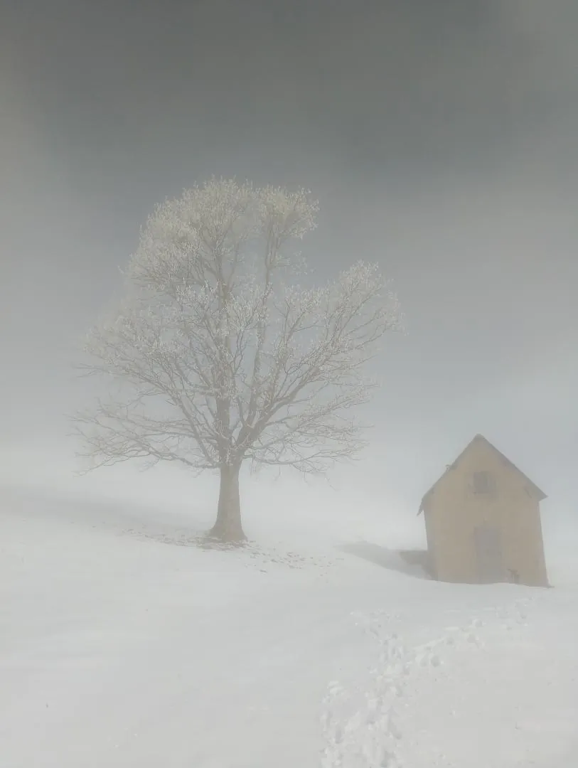 Un arbre couvert de givre et une cabane de pierre dans le brouillard hivernal